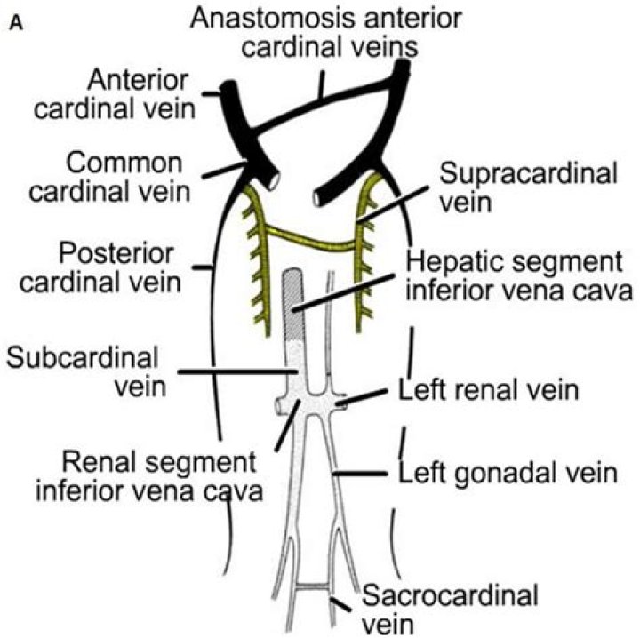 What are subcardinal veins?