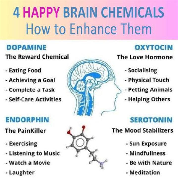 What are the chemicals in the brain?