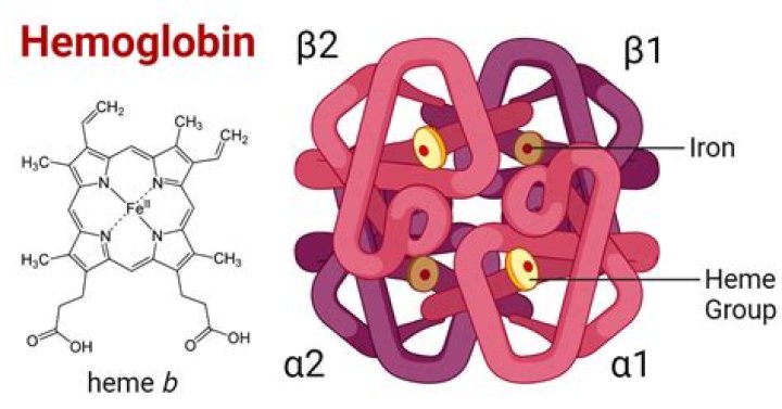 What are the two conformations of hemoglobin?