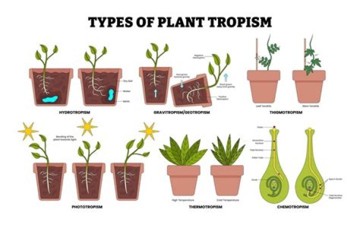 What are the types of tropism?