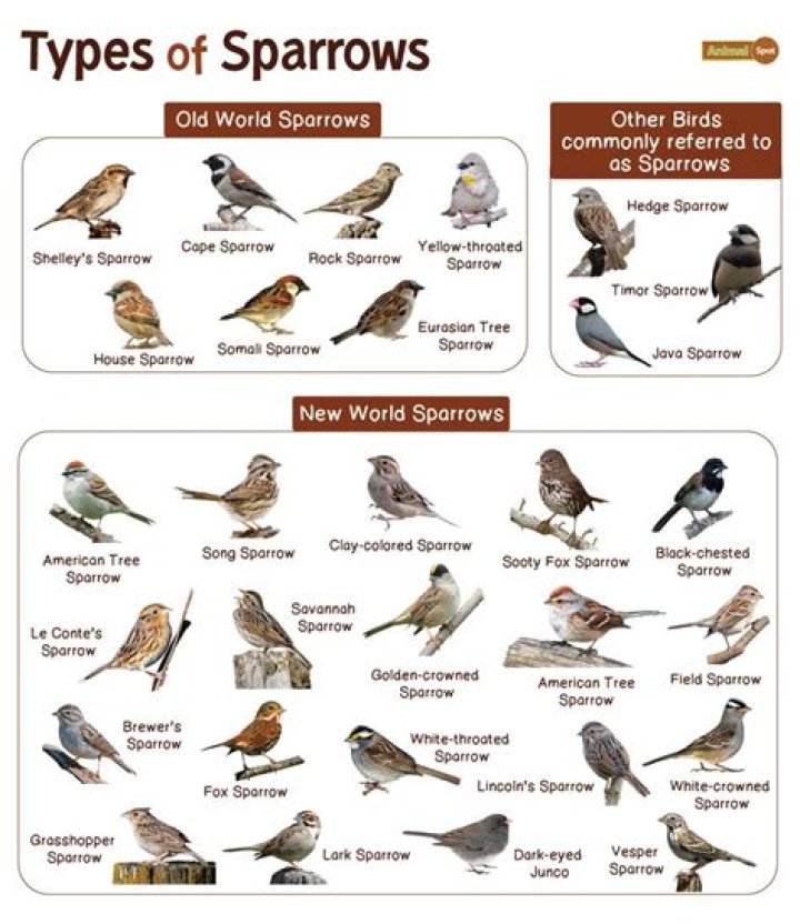 What are tree sparrows predators?