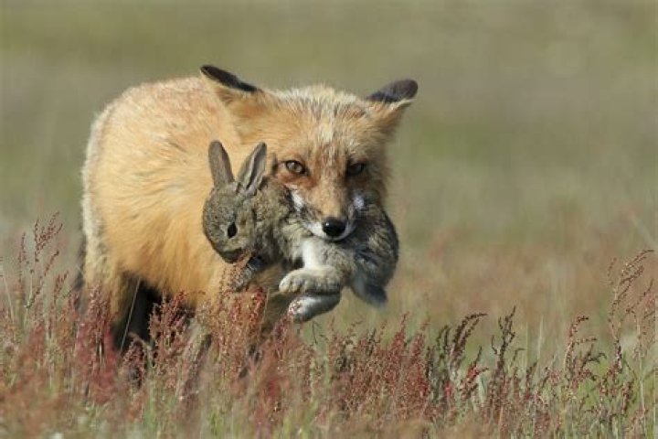 What buries its prey?
