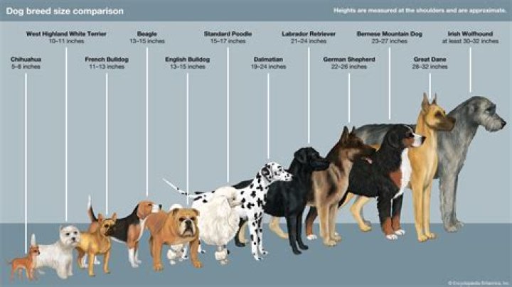What can deino breed with?
