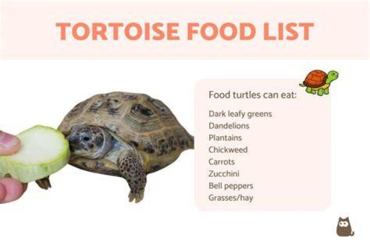 What can marginated tortoises eat list?
