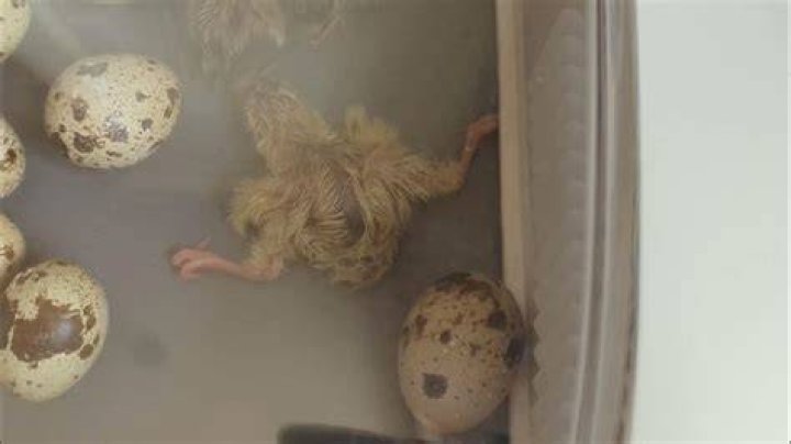 What causes splayed legs in quail?
