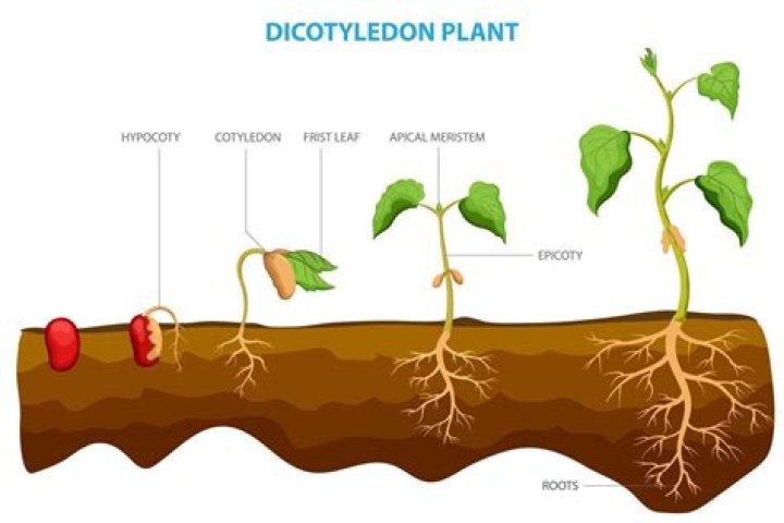 What cotyledons does wheat have?