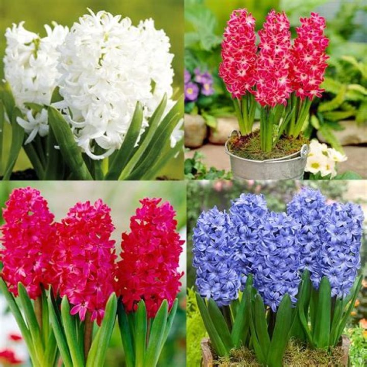 What did hyacinthus look like?