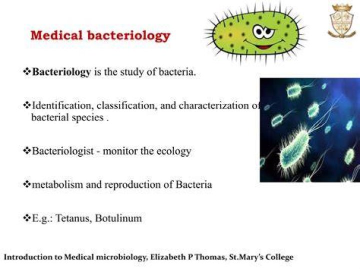 What do bacteriologist study?
