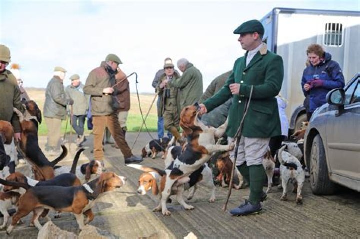 What do bassets hunt?