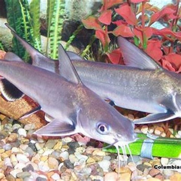 What do black fin sharks eat?
