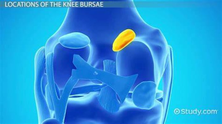 What do bursae do?