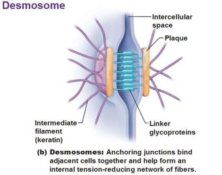 What do desmosomes connect?