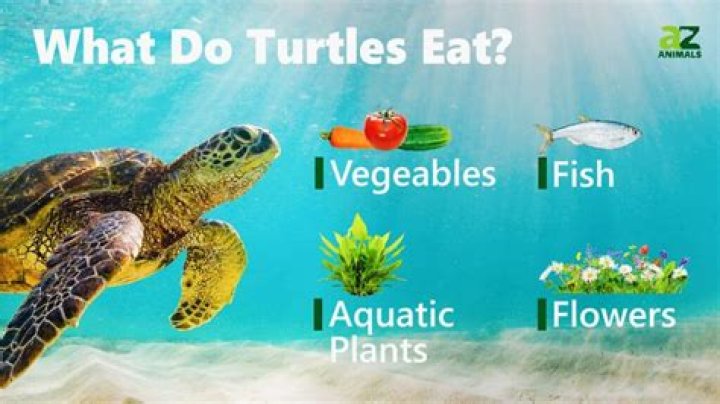 What do emydidae turtles eat?