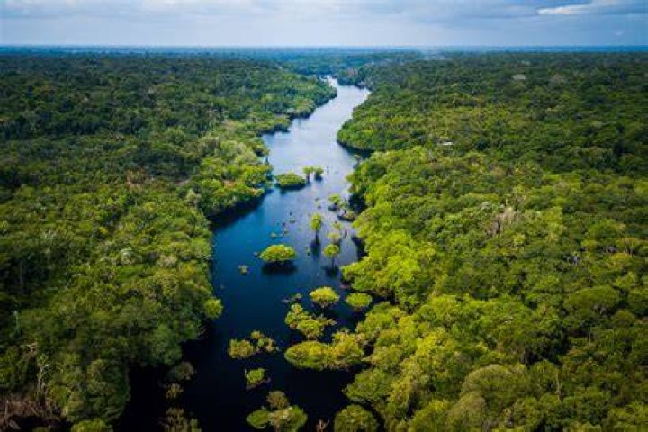 What do environmentalists do in the amazon rainforest?