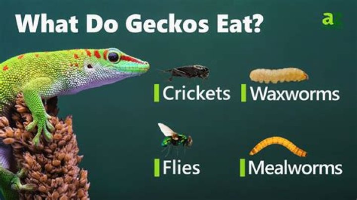 What do gecko eat and drink?