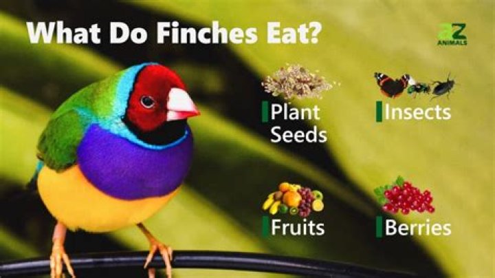 What do gouldian finches eat?