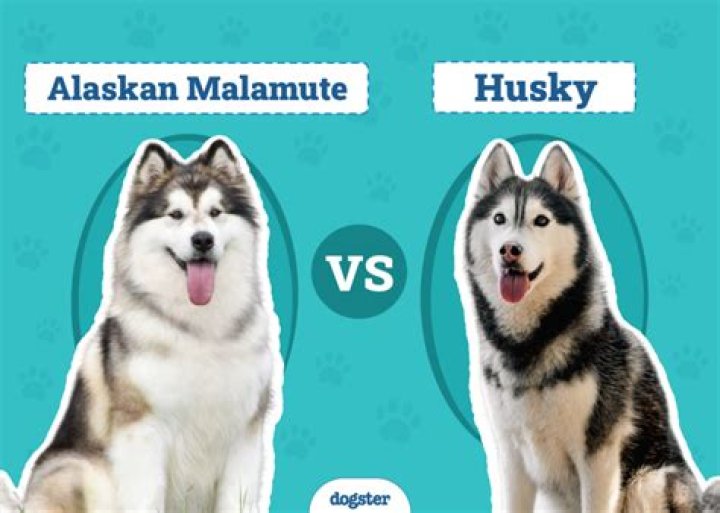 What do malamutes eat?
