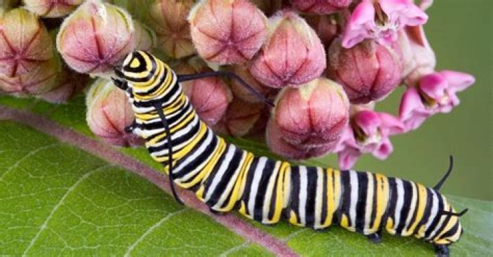 What do monarch caterpillars eat?