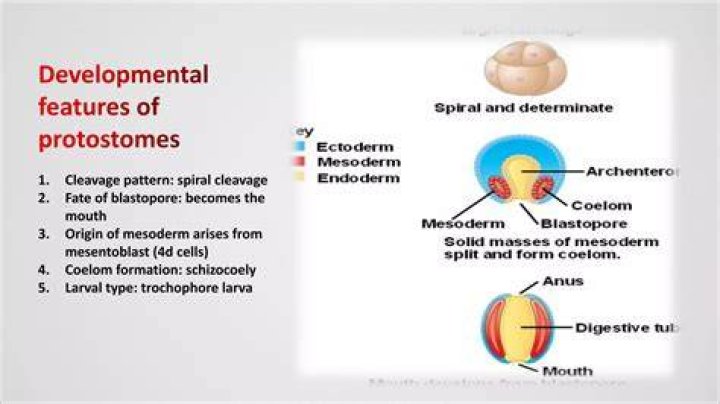What do protostomes have in common?