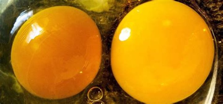 What do rotten eggs taste like?