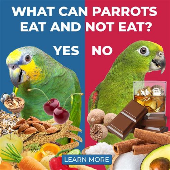 What do steenboks eat?