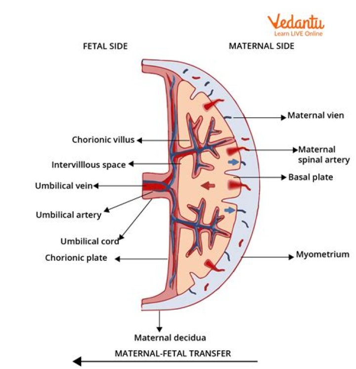 What do you mean by fetoplacental unit?