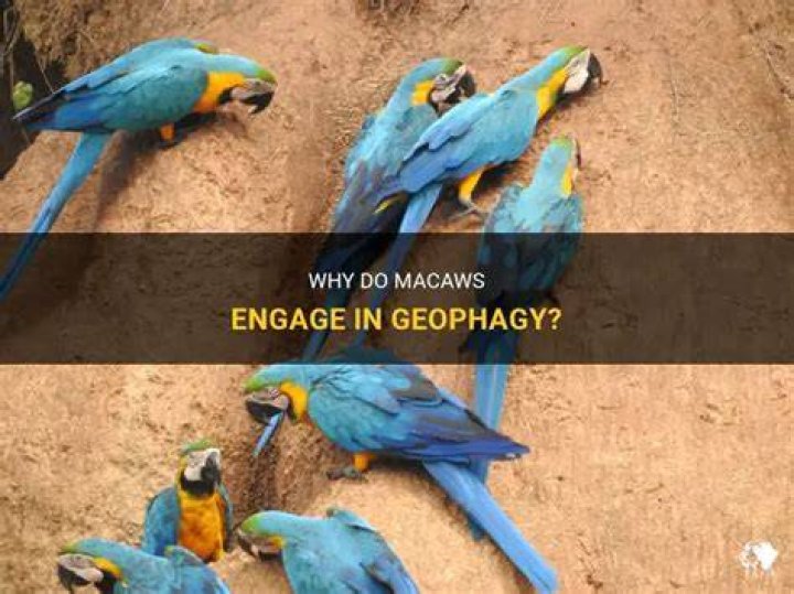 What does a geophagy do?