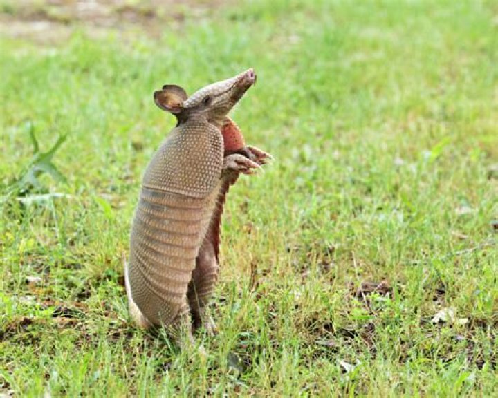 What does a nine-banded armadillo look like?