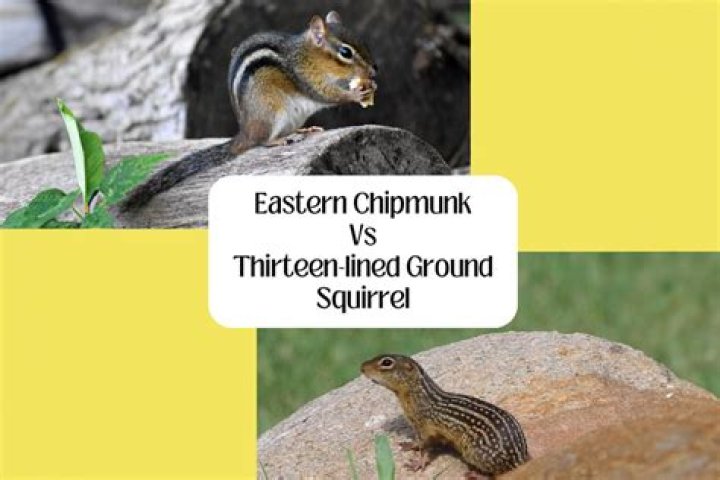 What does a thirteen-lined ground squirrel eat?