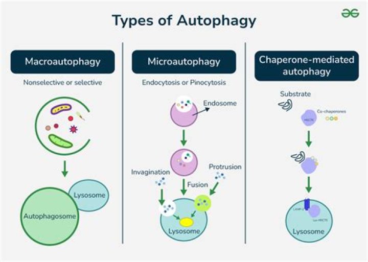 What does autophagy do?