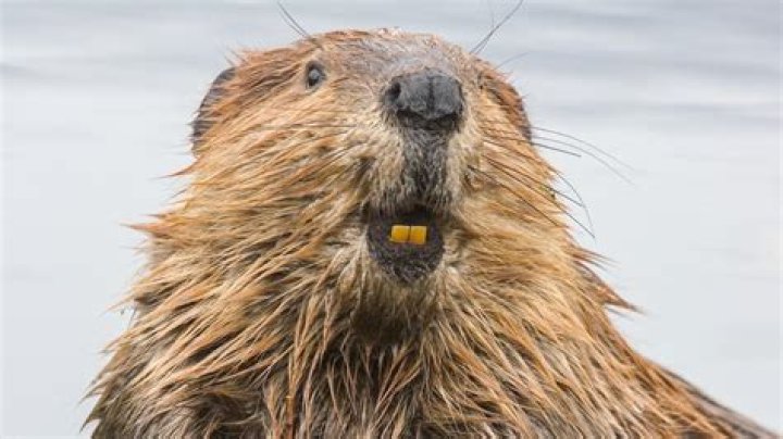 What does beaver represent?