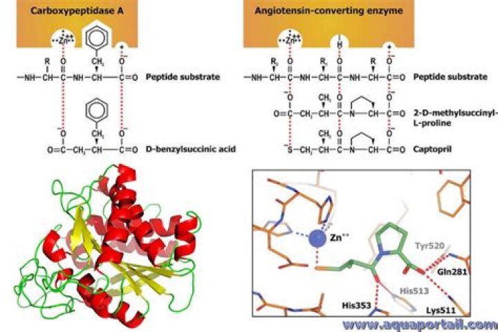 What does carboxypeptidase b cleave?