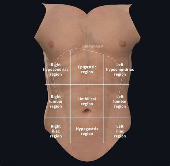 What does coextensive meaning in anatomy?