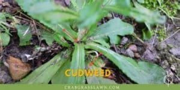 What does cudweed look like?