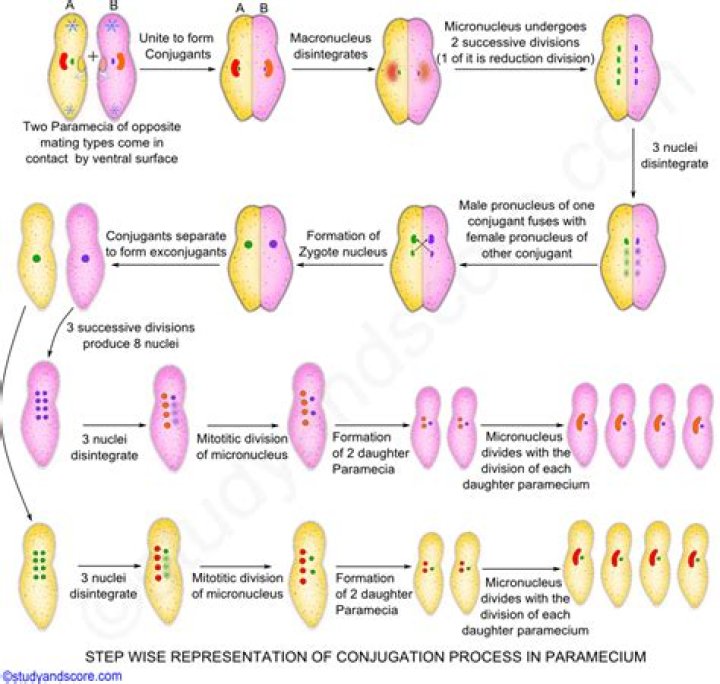 What does cytogamy mean in biology?