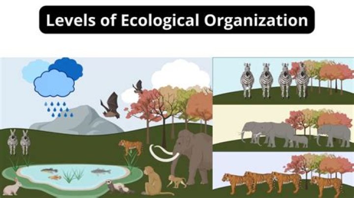What does ecological mean in psychology?
