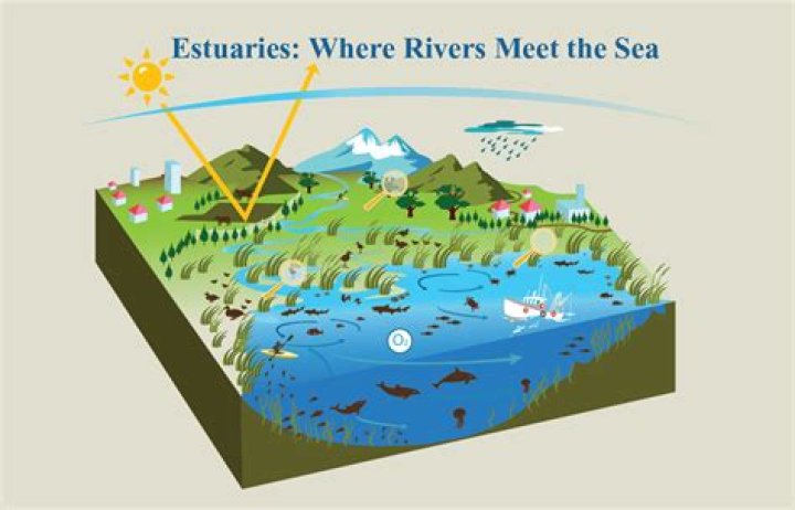 What does estuaries mean?