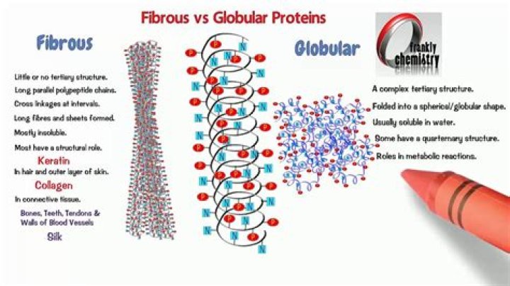What does globular mean?
