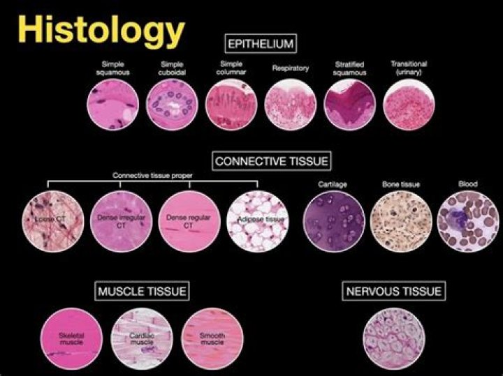 What does histology mean in medical terms?