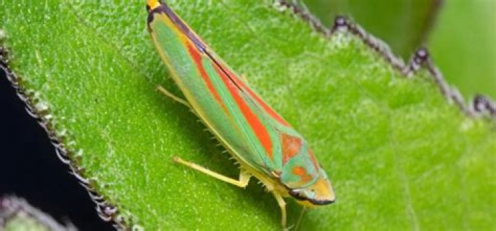 What does leafhopper mean?