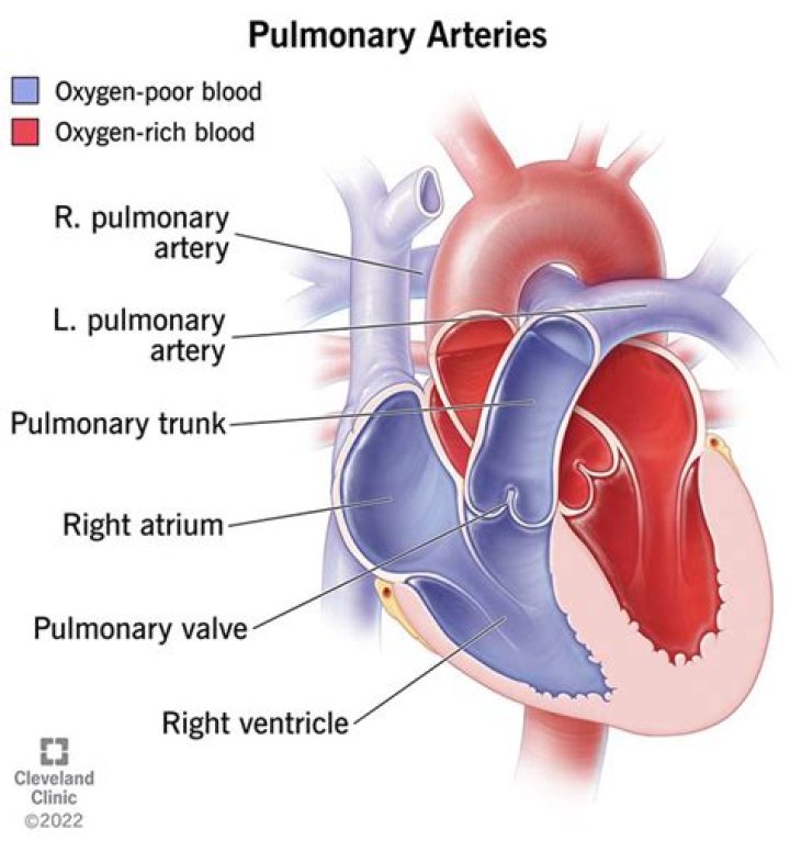 What does non oxygenated mean?