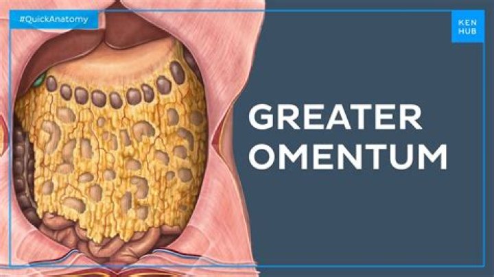 What does omentum mean in anatomy?