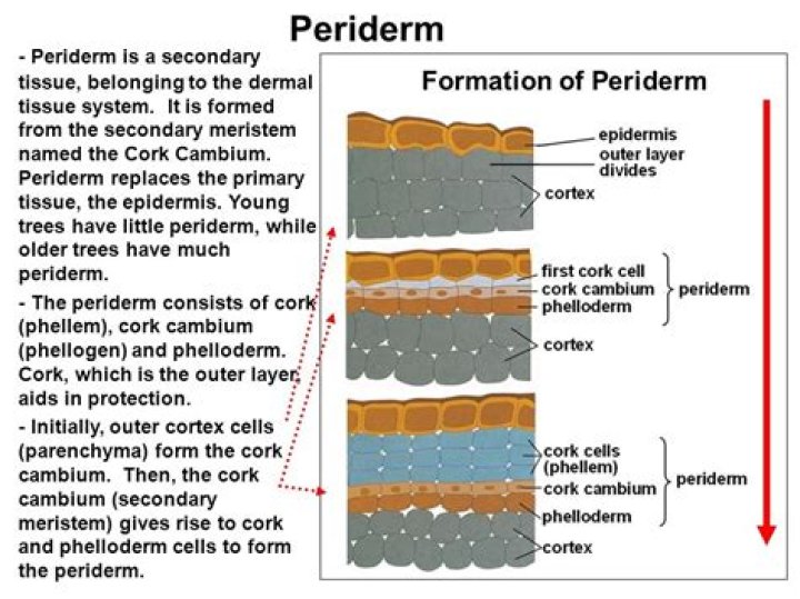 What does periderm consists of?
