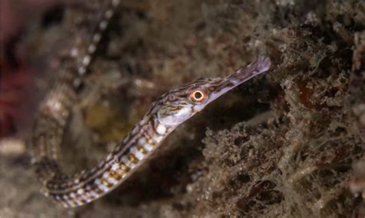 What does pipefish eat?
