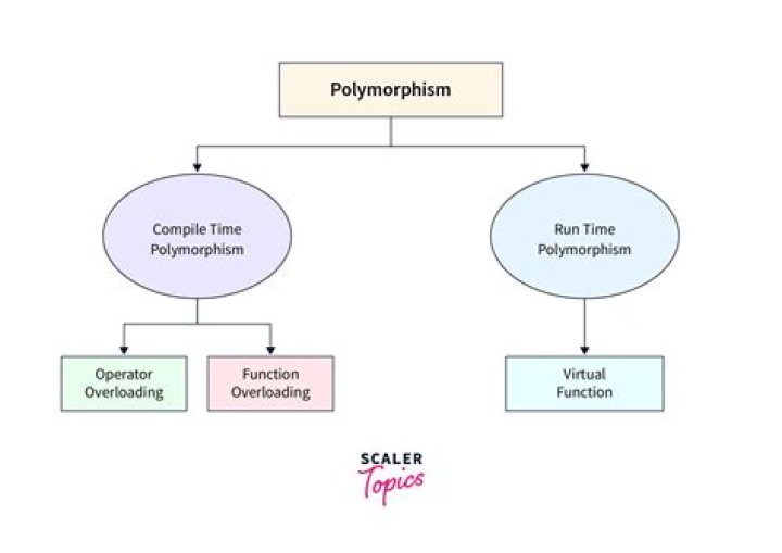 What does polymorphic mean?