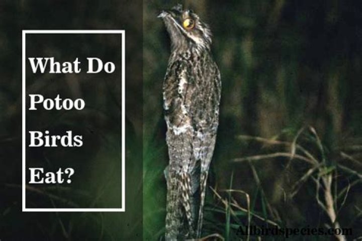 What does potoo eat?