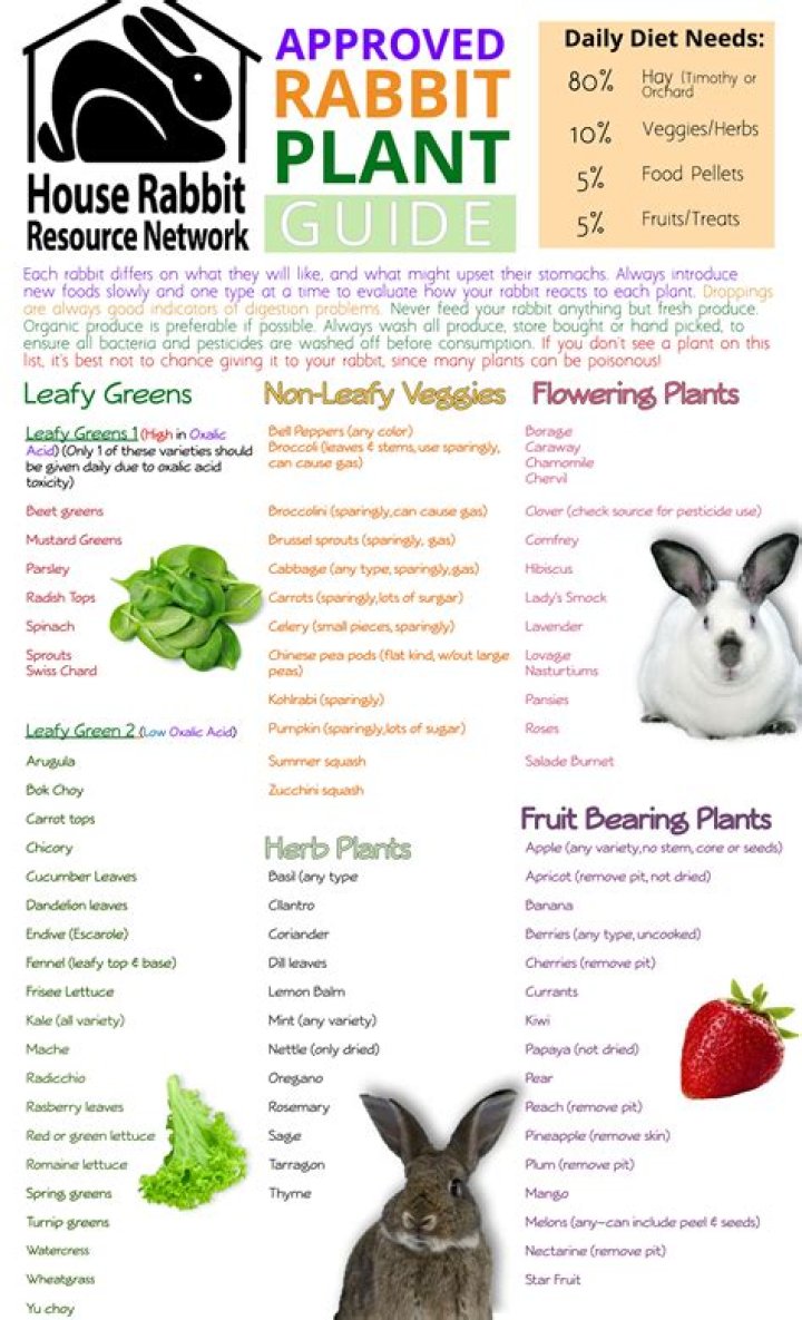 What does rabbit eat?