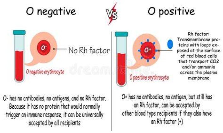 What does rheotaxis meaning?