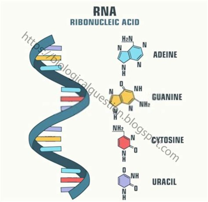 What does ribonucleic acid contain?