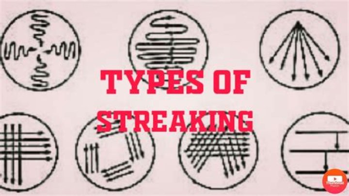 What does ring-streaked mean?